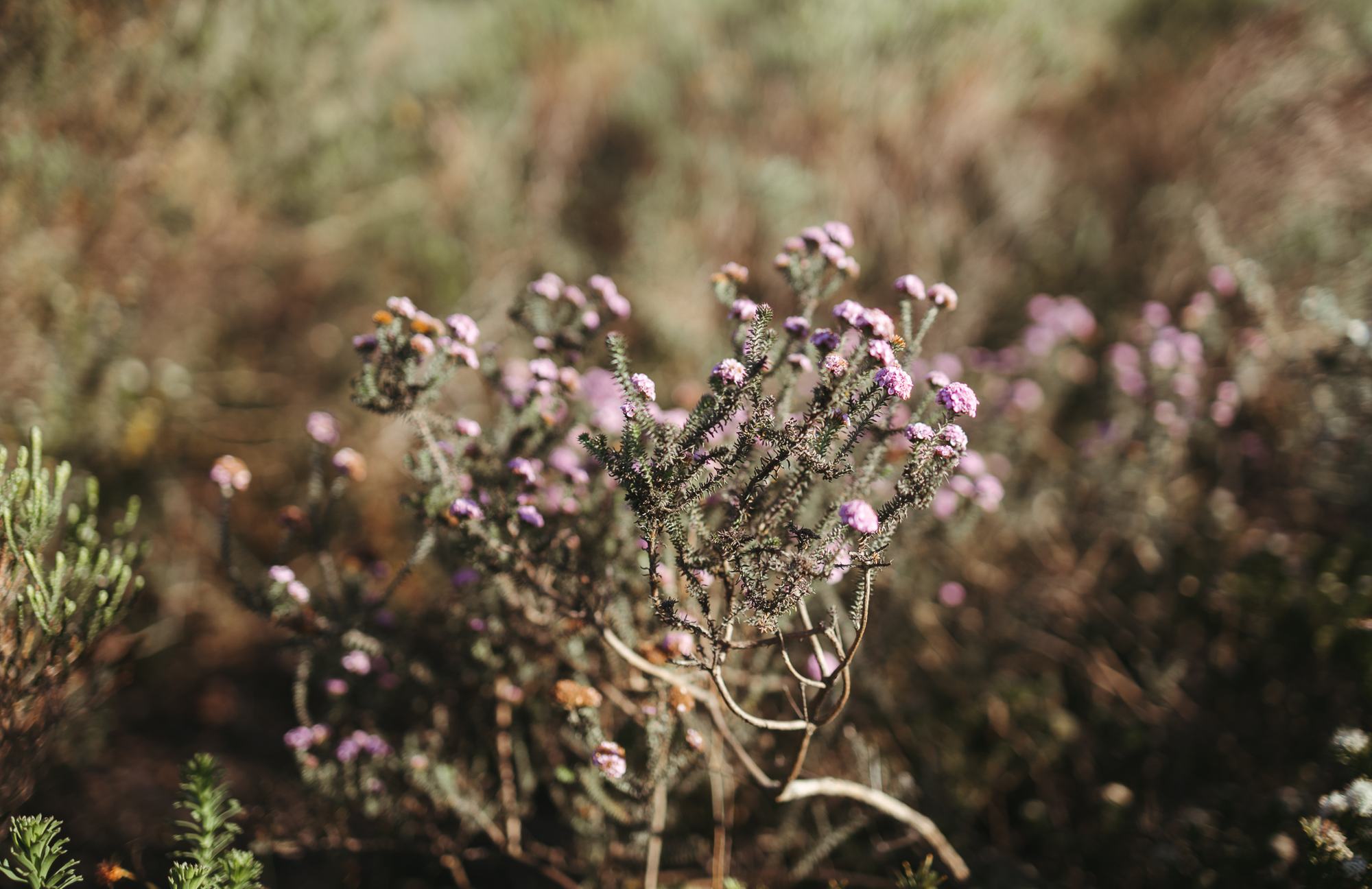 Pink erica flowering in the fynbos