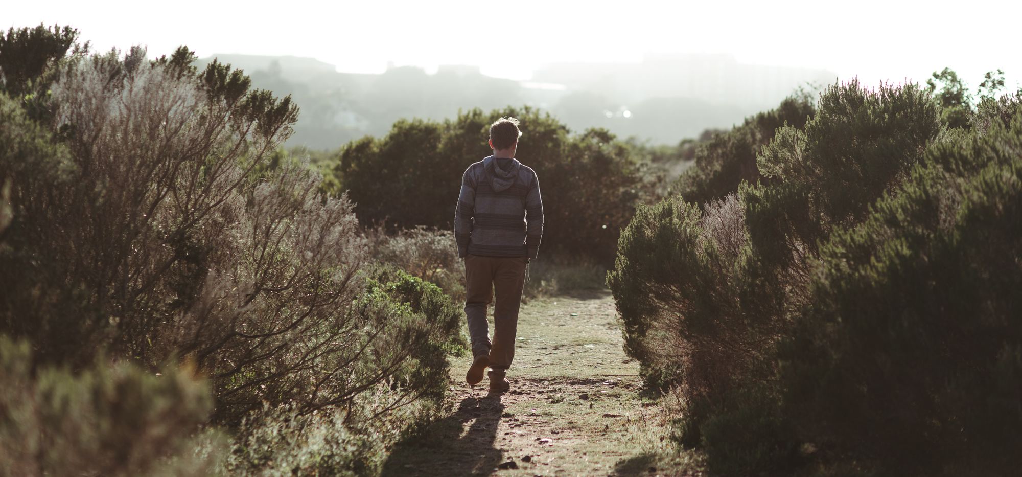 A path through coastal fynbos at first light