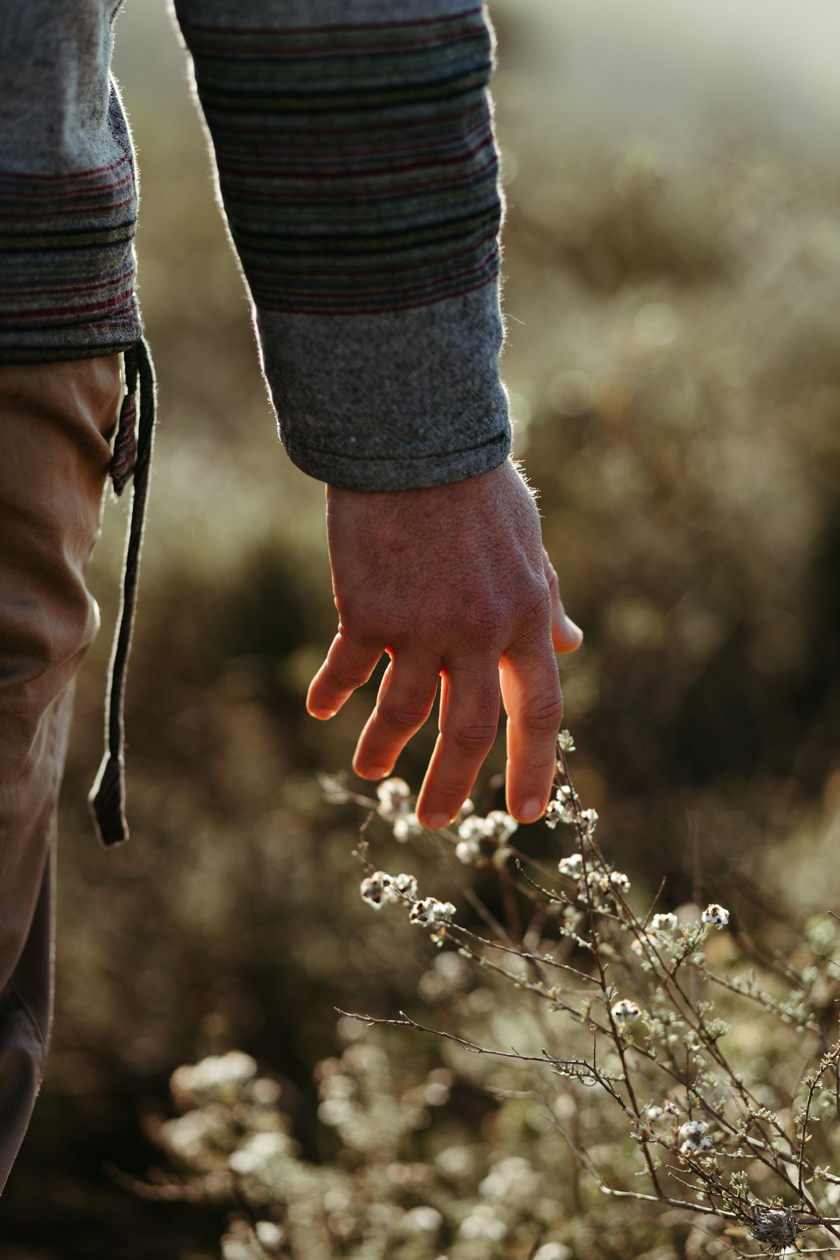 A hand resting against flowering fynbos